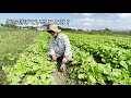 【岩手県在来野菜】盛岡市在来大根 雉頭大根（きじがしらだいこん）の栽培日記① 来歴と特徴について