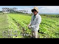 【岩手県在来野菜】盛岡市在来大根 雉頭大根（きじがしらだいこん）の栽培日記① 来歴と特徴について