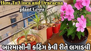 How To Vinca And Dracaena plant Grow | Dracaena | Dracaena Plant Propagation | Vinca Plant