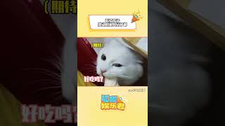 看的出来这是真爱吃呀！#猫咪 #萌到爆炸了?? #萌宠 #搞笑#shorts