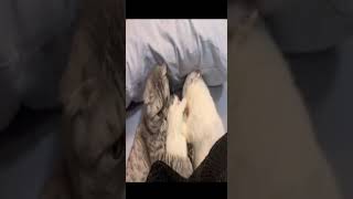 Funny cat | cute cats and dogs reaction animals doing funny things #funnycats #shorts #cats #399