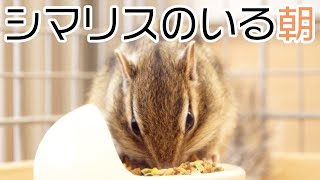 朝はいつもこんな感じで弄ばれる/Morning chipmunks