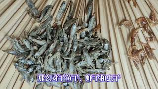 魚幹蝦幹蟲幹烏龜吃哪個補鈣效果好？ 龜缸小魚幹喂龜視頻，喂烏龜