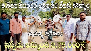 9 నెలల ముందర లక్షల 20 వేలకు కొన్నాం ఇప్పుడు అమ్మింది 2,75,000₹-oxen prices-ongole bulls videos-ox