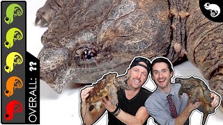 Alligator Snapping Turtle, The Best Pet MONSTER?