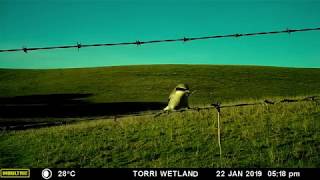 Shrike eats snake off barbed-wire fence