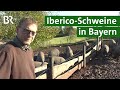 Fränkischer Iberico-Schinken aus artgerechter Tierhaltung | Iberico- Schweine | Unser Land | BR