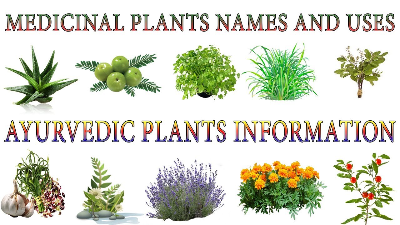 Medicinal Plants And Their Uses | 20 Ayurvedic Plants Names | Medicinal ...