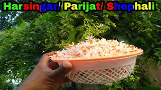 How to care \u0026 grow Harsingar/ Parijat plant, All time best fragrant plant 🌺🌻🌹🌷