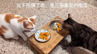 貓咪吃播秀：你的貓咪喜歡吃蔬菜嗎？