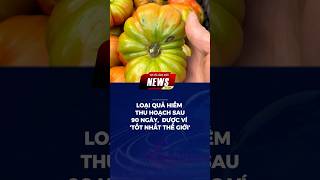 Loại quả hiếm, thu hoạch sau 90 ngày, được ví ‘tốt nhất thế giới #cachua #suckhoe #kinhte
