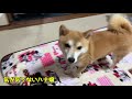 ５ヶ月ぶりに大好きなお兄ちゃんが来たら柴犬が凄すぎた！お姉ちゃん空気と化す shiba inu