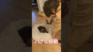 【モントリオール家族】パグの移動手段！Lazy pug !