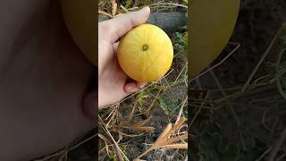 Harvest Bitter Apple #bitter #apple #gardening