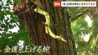 昨年「龍」が出現した御神木に、今度は来年の干支「蛇」が現れた！北海道から沖縄から参拝者急増「もう神様の仕業じゃないかと」【岡山】