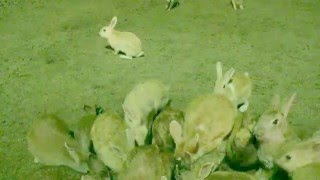 うさぎだらけ！夜の大久野島でペレットバラマキ（2016.4.27）