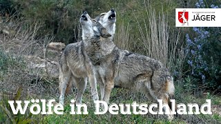 Wolf in Deutschland – Wir Jäger in Niedersachsen