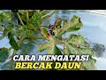 CARA MENGATASI BERCAK DAUN SEMANGKA