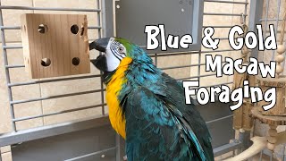 Rachel Blue \u0026 Gold Macaw Foraging