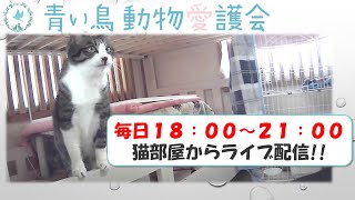 🐱ねこ部屋Live ～青い鳥動物愛護会の猫部屋を大公開！～