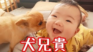 パグとチワワが赤ちゃんをあやす日！老犬兄貴の見せ所！