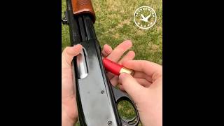 Помповый дробовик Remington 870 #hunter #охота #hunting #охотник #gunshorts #guns #ружье #оружие