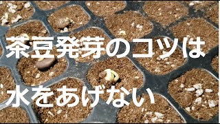 茶豆発芽のコツは水をあげない（腐食酸配合で効果倍増）