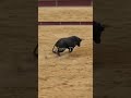 toros demasiado agresivo bullfighting in spain how aggerssive part2 1millionviews