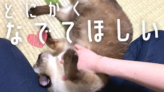 ご飯より飼い主！？9日ぶりのお留守番で寂しくなってしまった元野良の保護猫