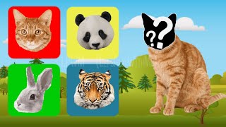 CUTE ANIMALS PANDA , CAT , RABBIT , TIGER - милое животное | 귀여운 동물