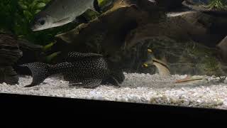 Foot Long L001 Gold Spot Pleco Comes Out