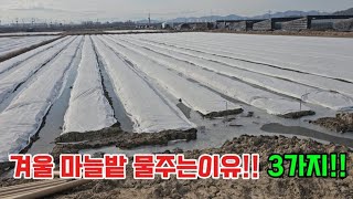 겨울 마늘밭물넣고 3일후가봤습니다.큰마늘심고 물안주는밭..소쪽마늘밭 물주는밭비교~겨울마늘농사 잘되는이유