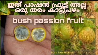 Passion fruit അല്ല ഇത്  ഒരുതരം പൊളി സാധനം