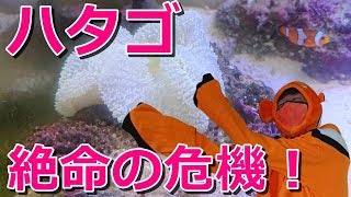 【海水魚水槽】ハタゴイソギンチャクとカクレクマノミ絶対絶命！