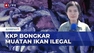 The Ministry of Marine Affairs and Fisheries (KKP) Thwarts the Shipment of 1,200 Live Napoleon Wr...