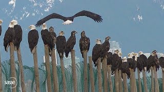 When Thousands of Eagles need a Bath -  Nature Pure