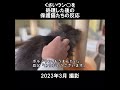 ボルちゃんの臭いウンチを処理した後のみんなの反応･･ 初老夫婦とねこ 保護猫 老猫 多頭飼い shorts