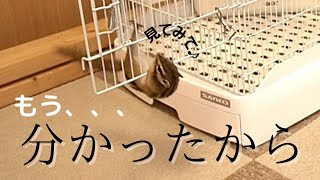 【シマリス】ヤンチャな生後9ヶ月のシマリス！！