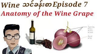 Wine သင်ခန်းစာ Episode 7.Anatomy of the Wine Grape.