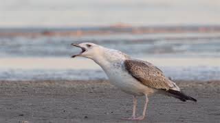 Caspian gull (Larus cachinnans) 4k 1