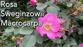 Rosa sweginzowii Macrocarpa - A Rose for Flowers, Foliage and Rose Hips.