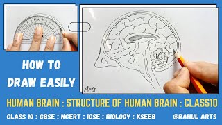 How to draw Human Brain Easily Step by Step Using Protractor | Human Brain Diagram Class 10