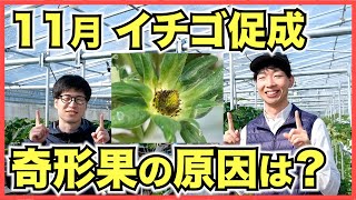 【イチゴの促成栽培】11月は花が咲いてハチが受粉！2段ベンチの生育の差【奇形果の原因は？】