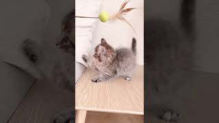 cat punch