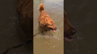 Our Golden Retriever's First Time Swimming #short