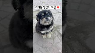 귀여운 댕댕이 모음🐶 #쇼츠 #shorts #귀여운 #강아지