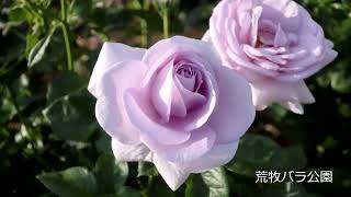 🌹 荒牧バラ公園　ARAMAKI ROSE GARDEN 2022/05/14　兵庫県伊丹市　バラ開花　青いバラ（サントリー）