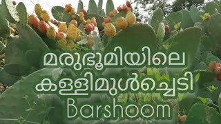 മരുഭൂമിയിലെ കള്ളിമുൾച്ചെടി Barshoom