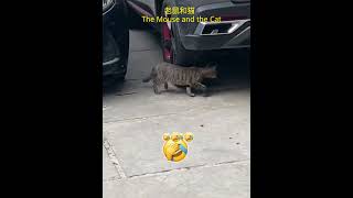 #foryoupage #yun  #catsoftiktok #perte #curiosity #perte #fyp #cat #foryou #猫咪 #萌宠出道计划 #上热门要流量