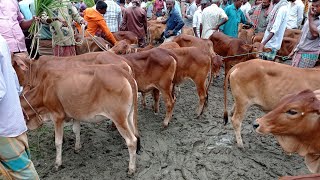 ৪ অক্টোবর || প্রচুর চাহিদা সম্পন্ন শাহিওয়াল বকনা গরুর দাম || shahiwal bokna gorur dam || আমবাড়ী হাট